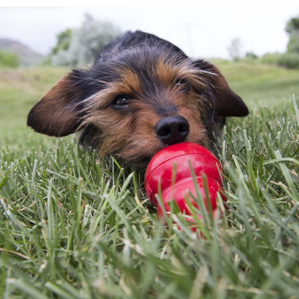 KONG® Easy Treat™ Peanut Butter