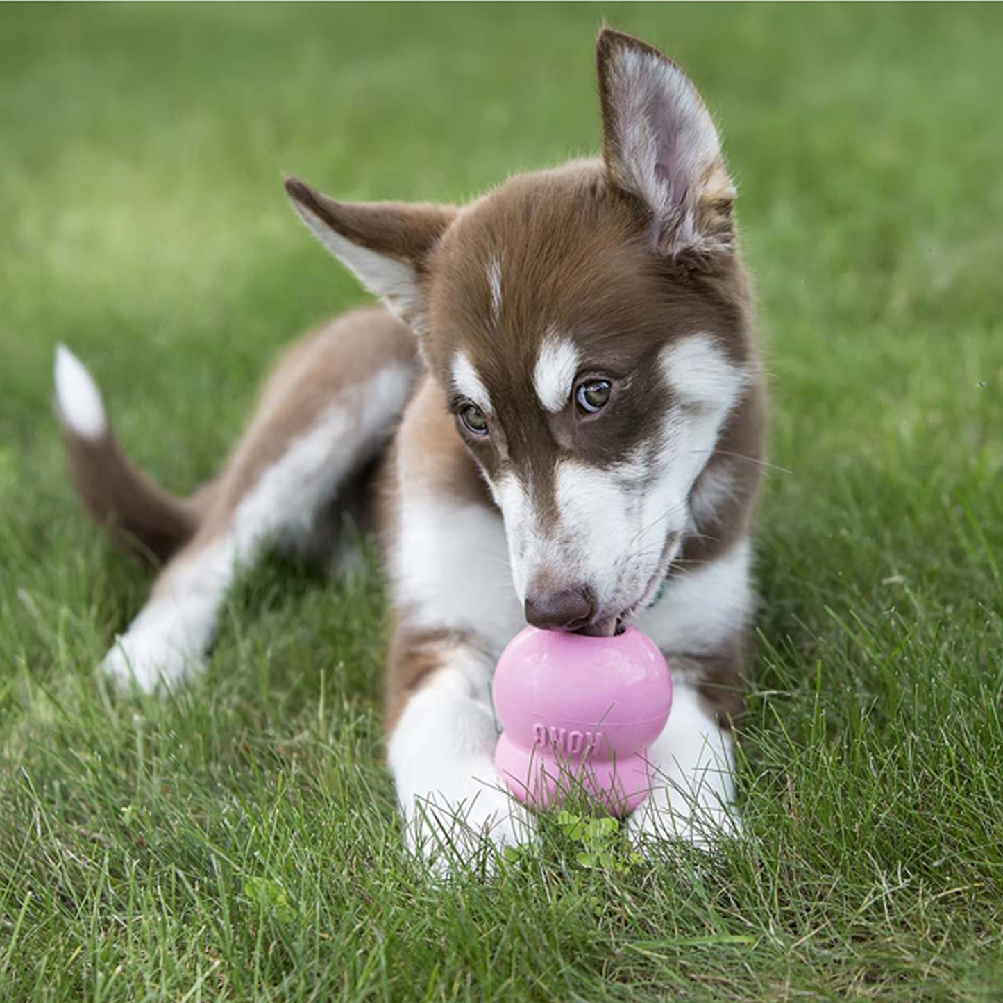 KONG® Easy Treat™ Puppy