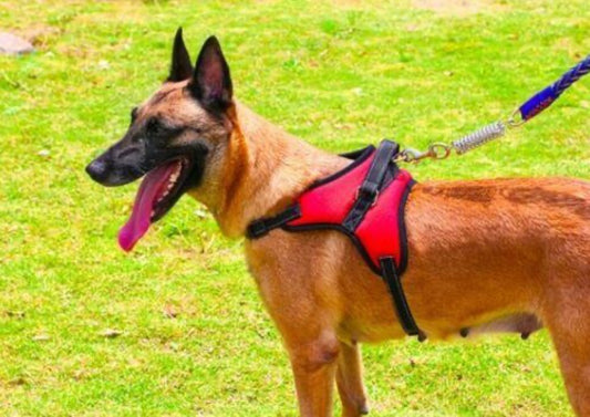 No Pull K9 Dog Harness - Adjustable for Dog & Puppy with locking system